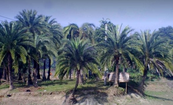 গাছির অভাবে অযত্নে পড়ে আছে শত শত খেজুর গাছ